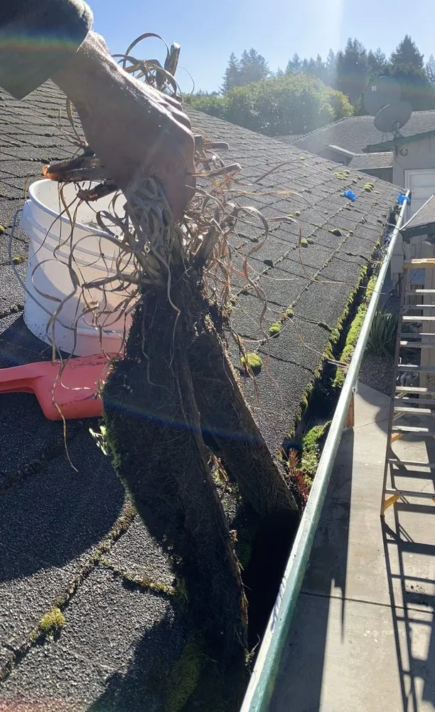 Top-rated landscaping services for beautiful yards in Eureka, CA by Jairo's Gardening Service