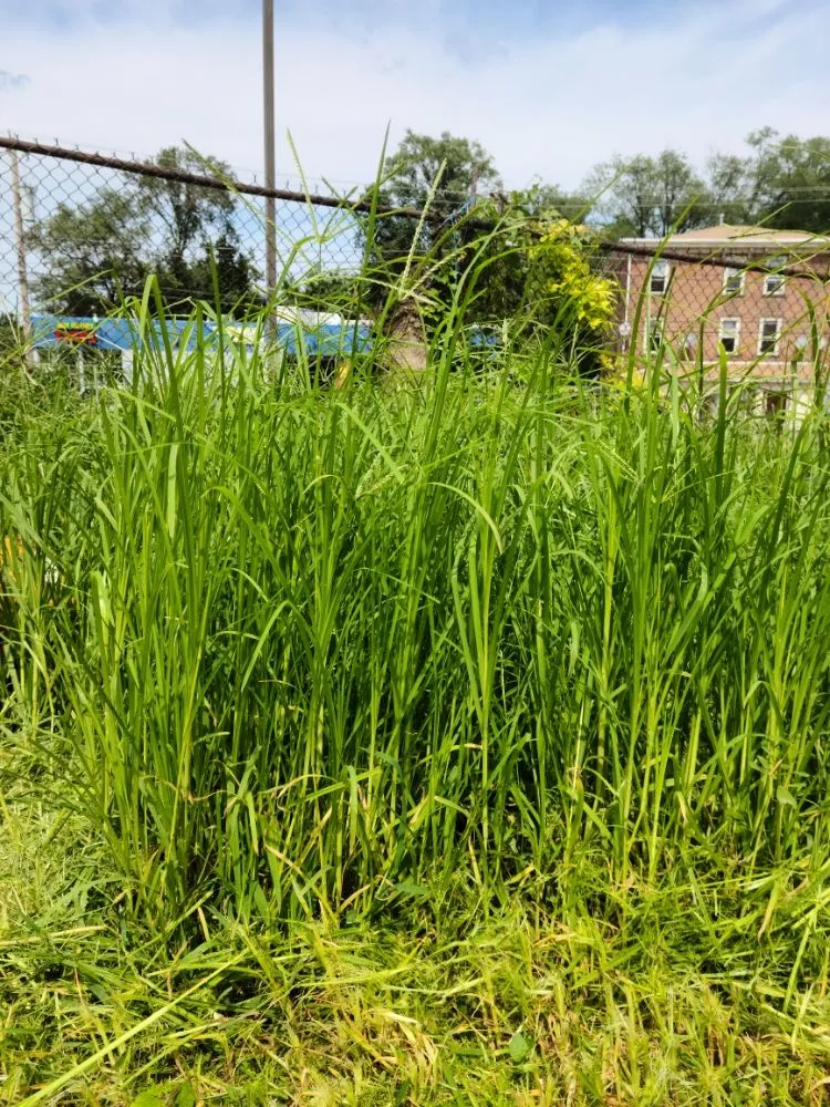 Custom landscaping services in Fredericksburg, VA by Jai's Dancescaping