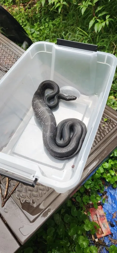 Local yard maintenance in Woodruff, SC by Jak of All Services