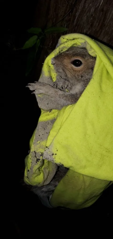 Expert yard cleanup service experts serving Woodruff, SC - Jak of All Services