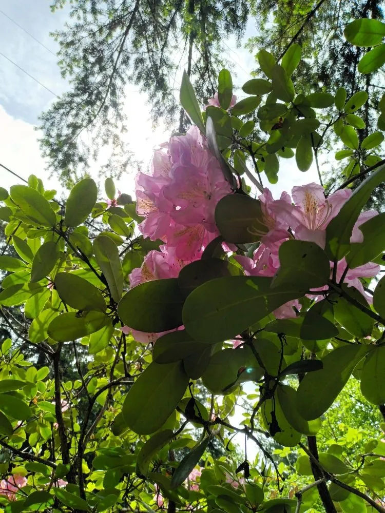 Top-rated landscape design experts serving Springfield, OR - Jake & Brothers Landscape Maintenance