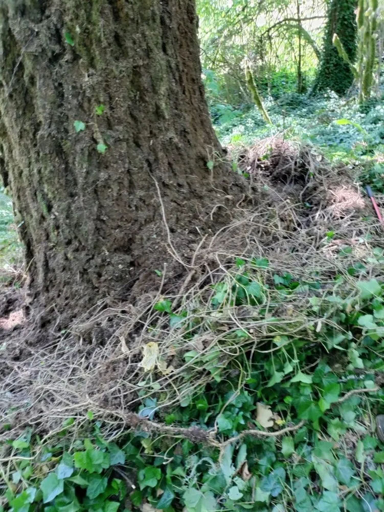 Top-rated lawn mowing service with custom design in Springfield, OR by Jake & Brothers Landscape Maintenance