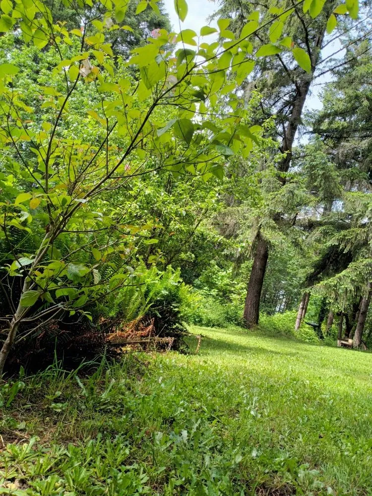 Professional yard maintenance experts serving Springfield, OR - Jake & Brothers Landscape Maintenance