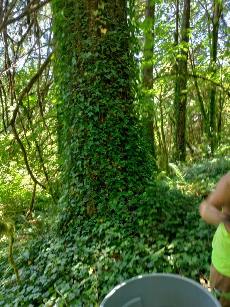 Expert yard maintenance in Springfield, OR by Jake & Brothers Landscape Maintenance