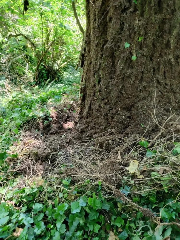 Professional yard cleanup service near you across Springfield, OR - Jake & Brothers Landscape Maintenance