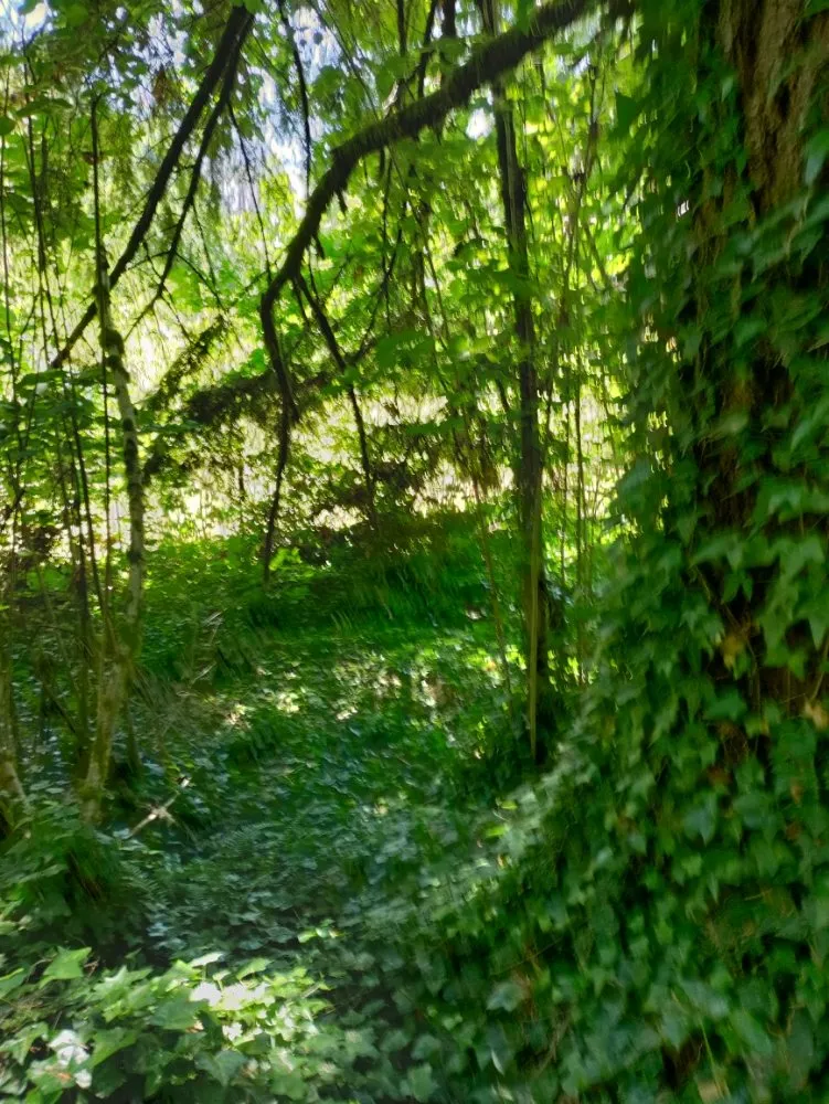 Affordable outdoor landscaping in Springfield, OR by Jake & Brothers Landscape Maintenance