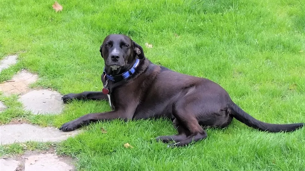 Expert garden landscaping in Manchester, MI - Jake's Curbside Appeal