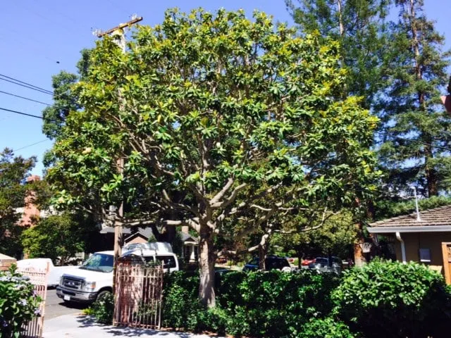 Trusted garden landscaping in Redwood City, CA - Jake's Landscape & Tree Services