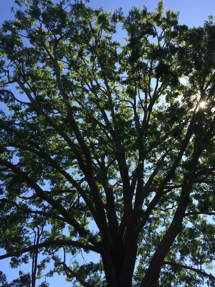 Reliable garden landscaping experts serving Redwood City, CA - Jake's Landscape & Tree Services