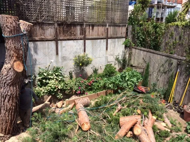 Affordable landscape design in Redwood City, CA by Jake's Landscape & Tree Services