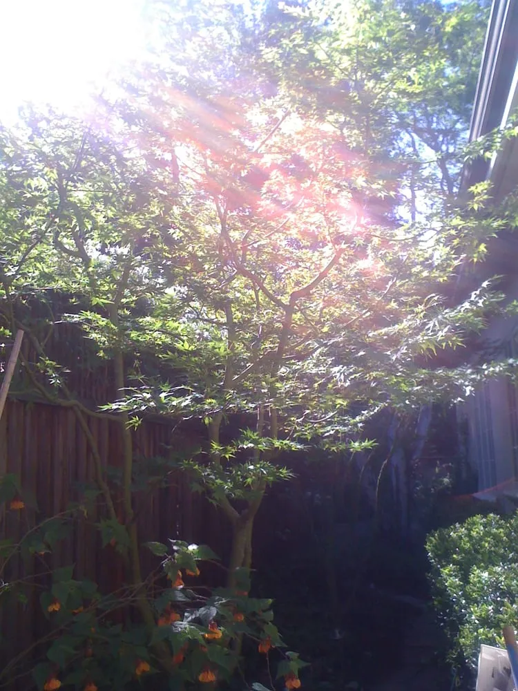 Affordable lawn care service near you in Redwood City, CA by Jake's Landscape & Tree Services