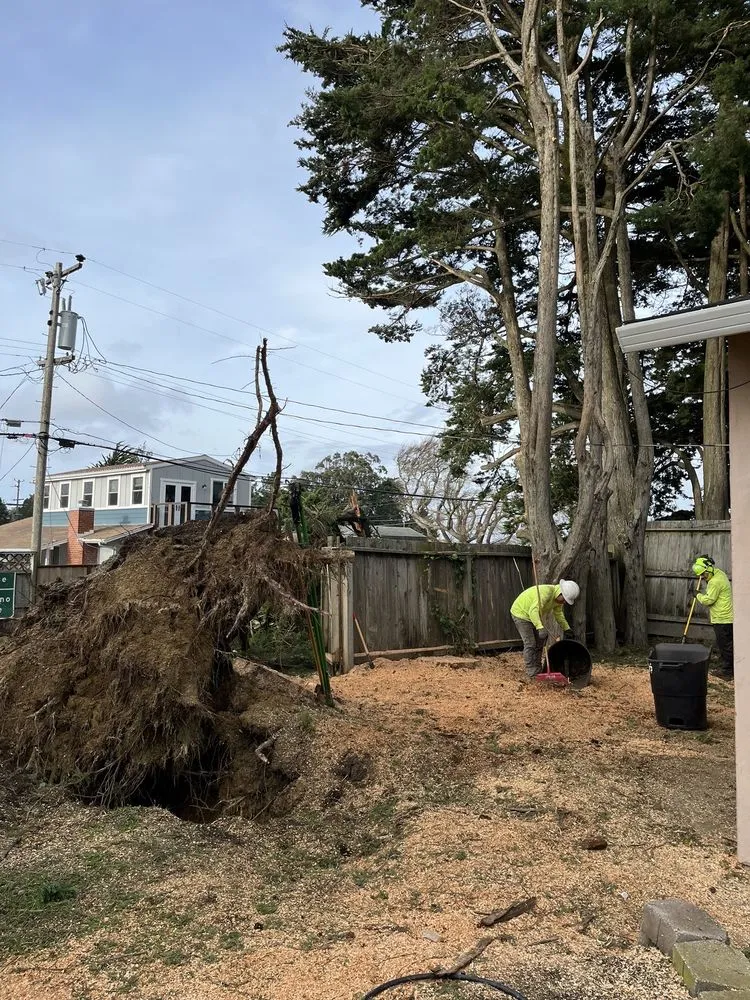 Professional residential landscaping in Redwood City, CA by Jake's Landscape & Tree Services