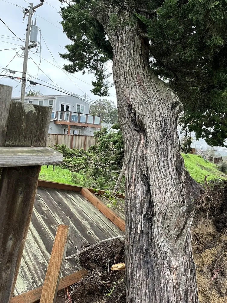 Affordable outdoor landscaping experts serving Redwood City, CA - Jake's Landscape & Tree Services