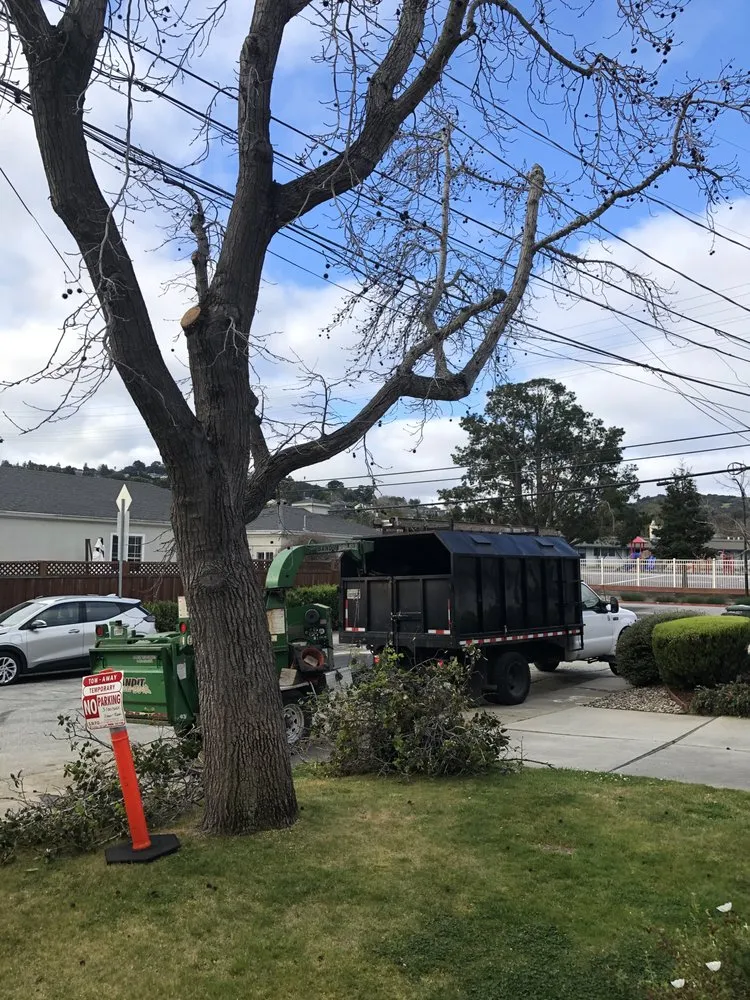 Local yard cleanup service in Redwood City, CA - Jake's Landscape & Tree Services