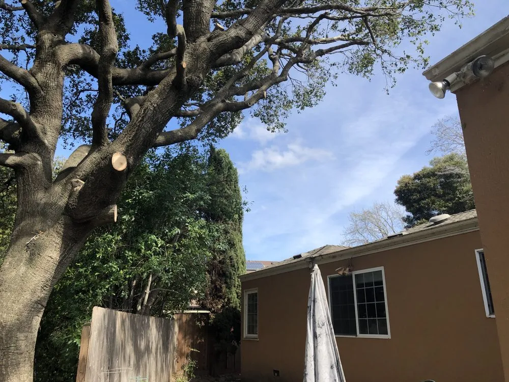 Trusted yard cleanup service for homes in Redwood City, CA by Jake's Landscape & Tree Services