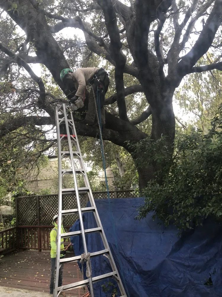 Local yard cleanup service experts serving Redwood City, CA - Jake's Landscape & Tree Services
