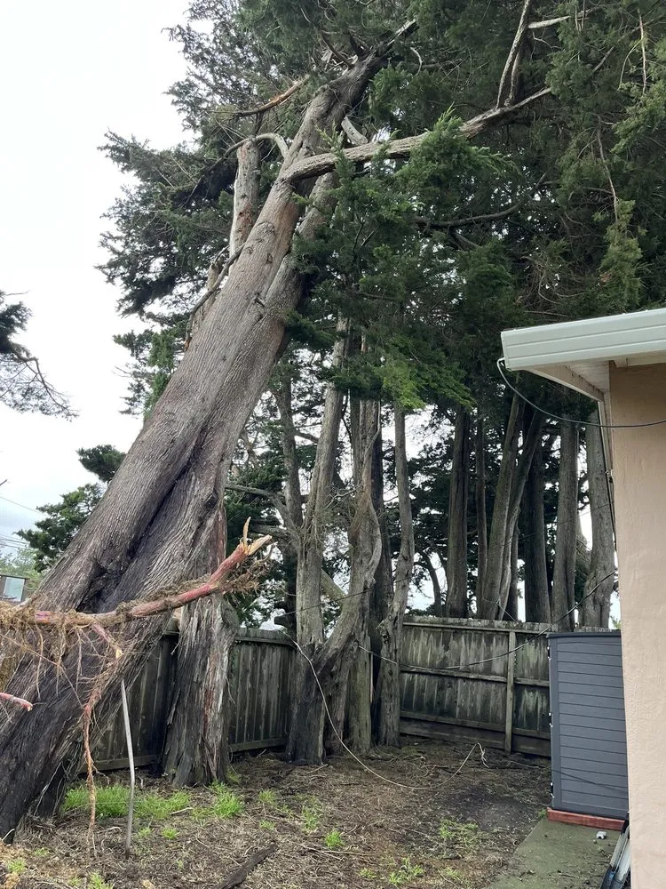 Local landscape installation experts serving Redwood City, CA - Jake's Landscape & Tree Services