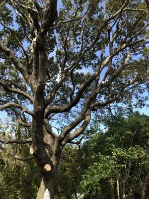 Jake's Landscape & Tree Services Logo