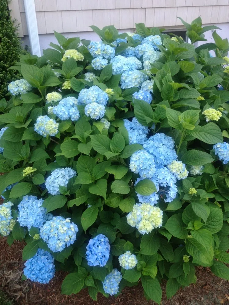 Professional lawn care service in Braintree Ma, MA - Jake's Lawn Care