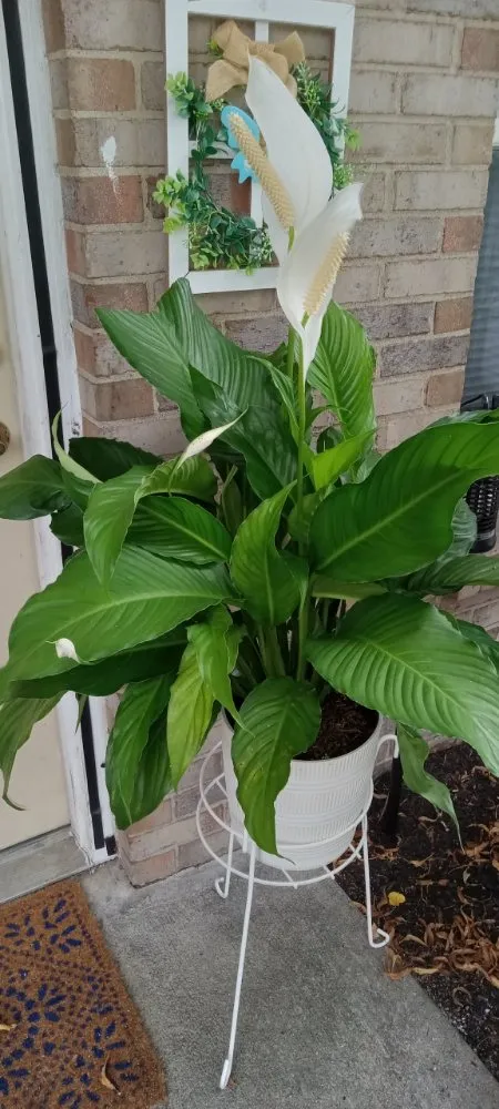 Expert residential landscaping in Columbus, OH by Jake's Lawn Maintenance