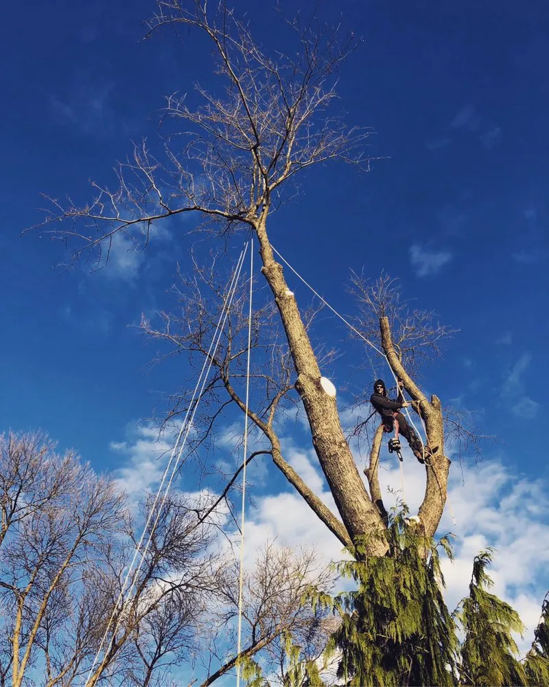 Trusted lawn care service for year-round maintenance in Orefield, PA by Jake's Tree Service