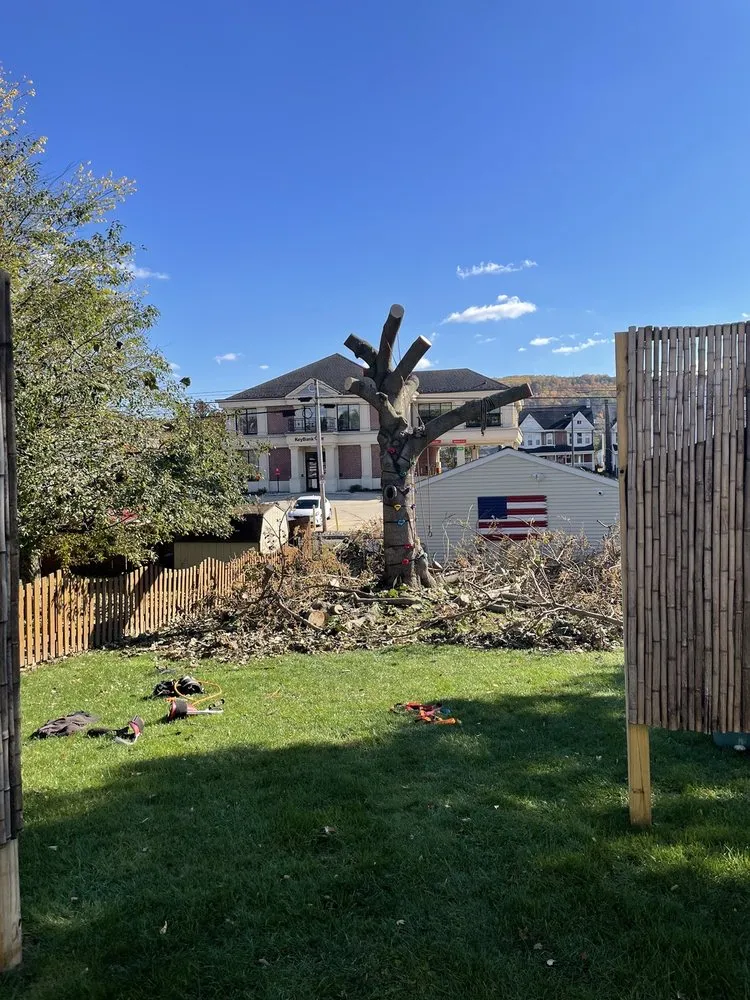 Affordable yard cleanup service experts serving Orefield, PA - Jake's Tree Service