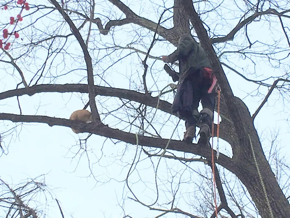 Affordable garden landscaping in Orefield, PA by Jake's Tree Service