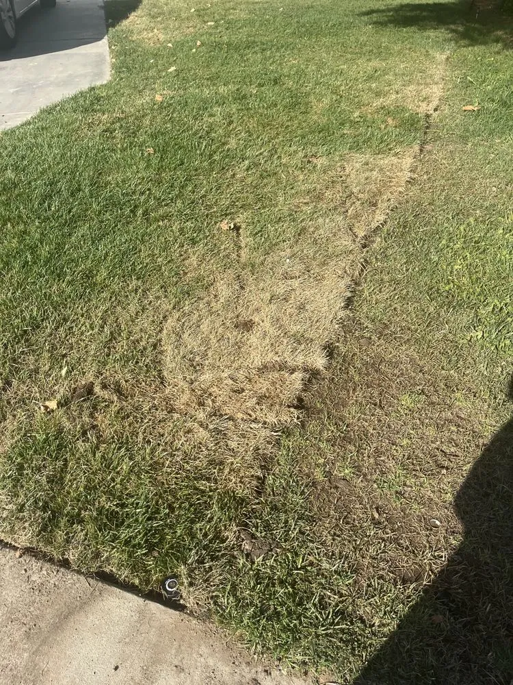 Custom landscape installation for year-round maintenance across Jurupa Valley, CA - Jakymar Tree Services