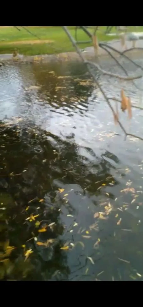 Custom yard maintenance for year-round maintenance in West Milwaukee, WI by Jalisco's Lawn Care