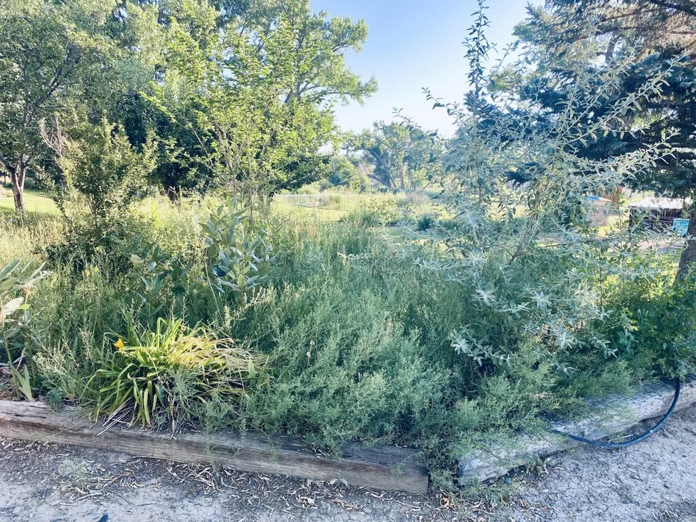 Top-rated yard maintenance for year-round maintenance across Montrose, CO - Jamaican Me Crazy Yard Service