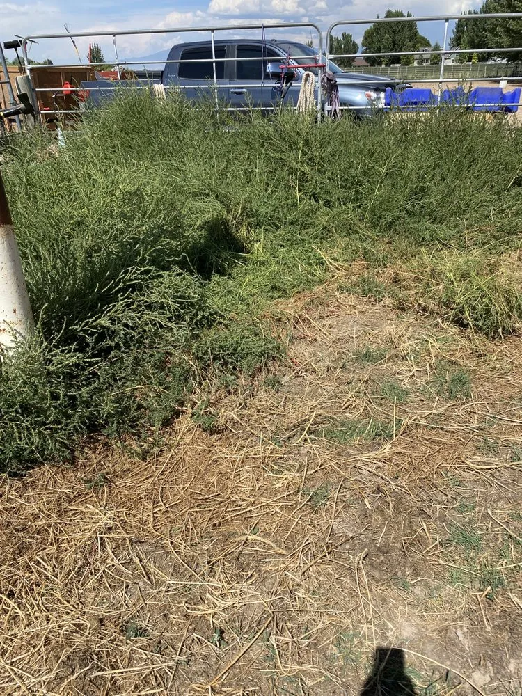 Custom yard maintenance for homes across Montrose, CO - Jamaican Me Crazy Yard Service