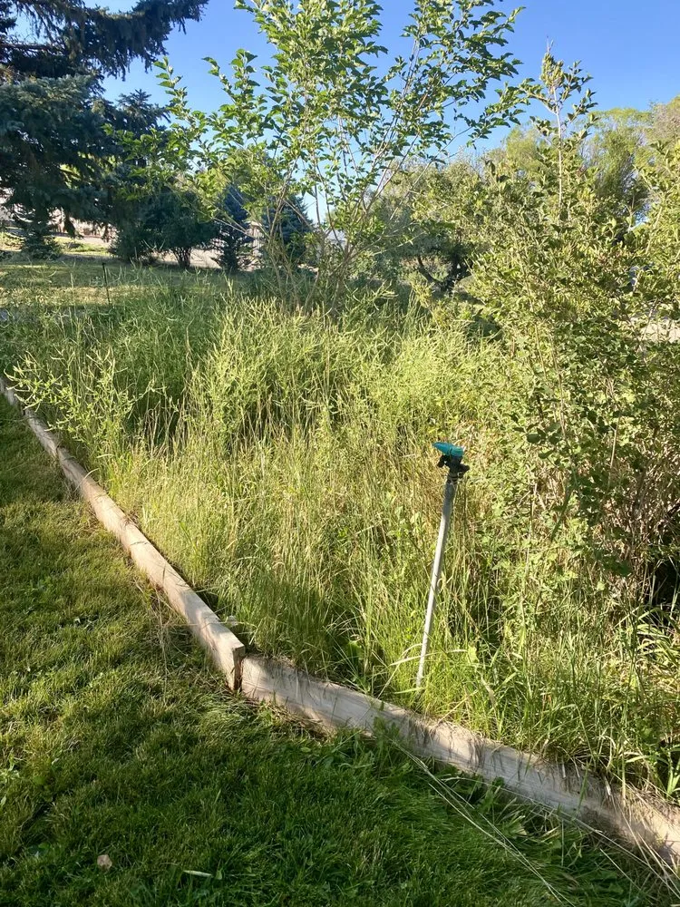 Expert lawn care service in Montrose, CO by Jamaican Me Crazy Yard Service