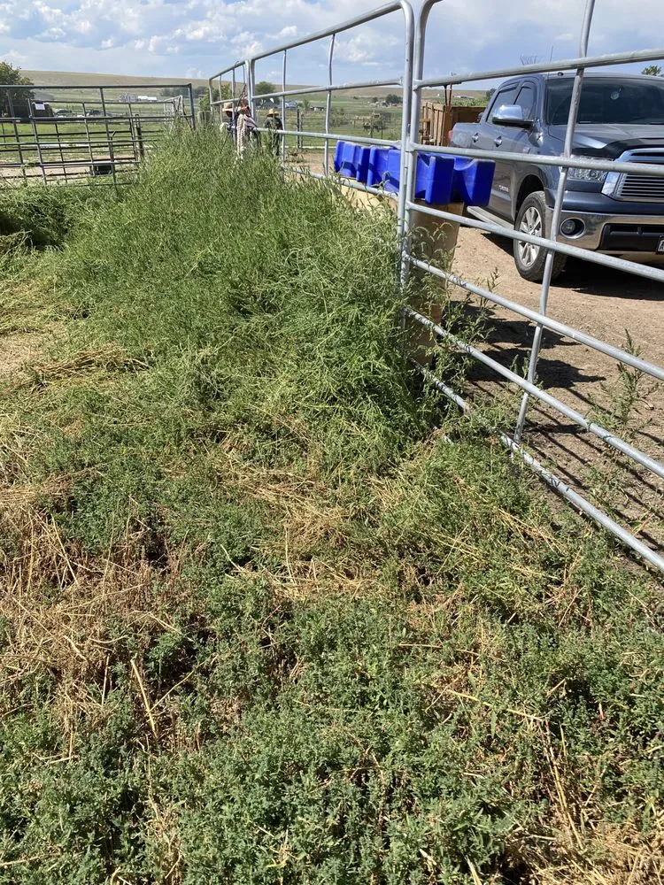 Expert landscape installation in Montrose, CO by Jamaican Me Crazy Yard Service