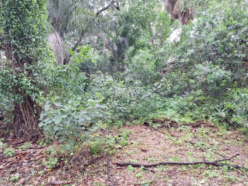 Expert landscape installation in Kenneth City, FL by James D Cormey Lawn & Landscape Solutions