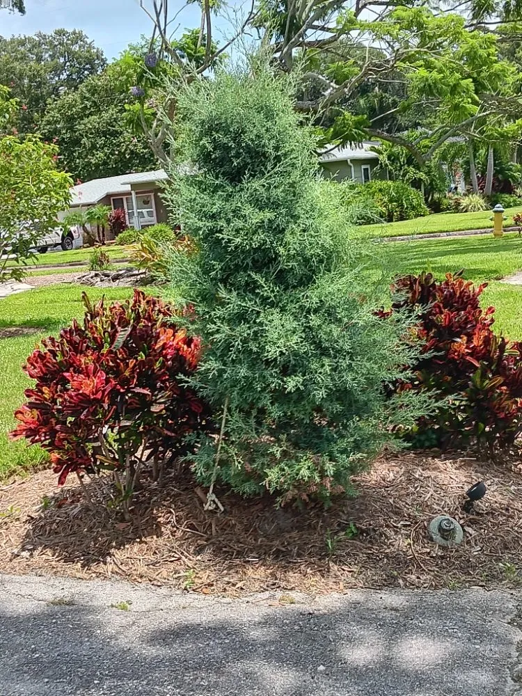 Professional landscape design experts serving Kenneth City, FL - James D Cormey Lawn & Landscape Solutions