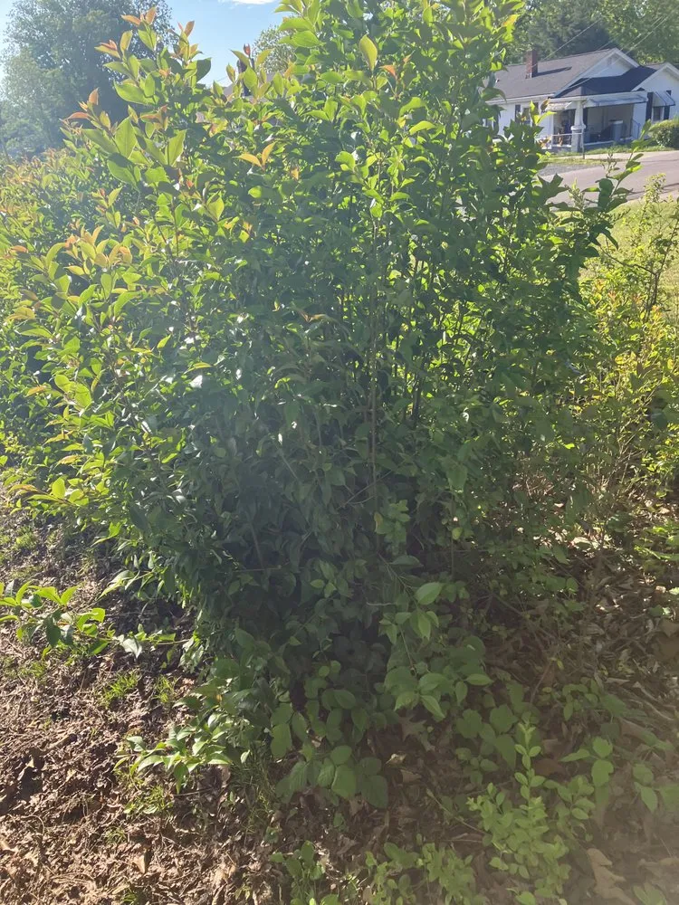 Top-rated landscaping services in Greensboro, NC - James Lawn Care