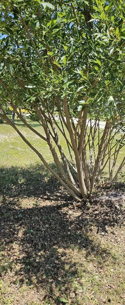 Reliable yard maintenance in Kerrville, TX by James' TLC