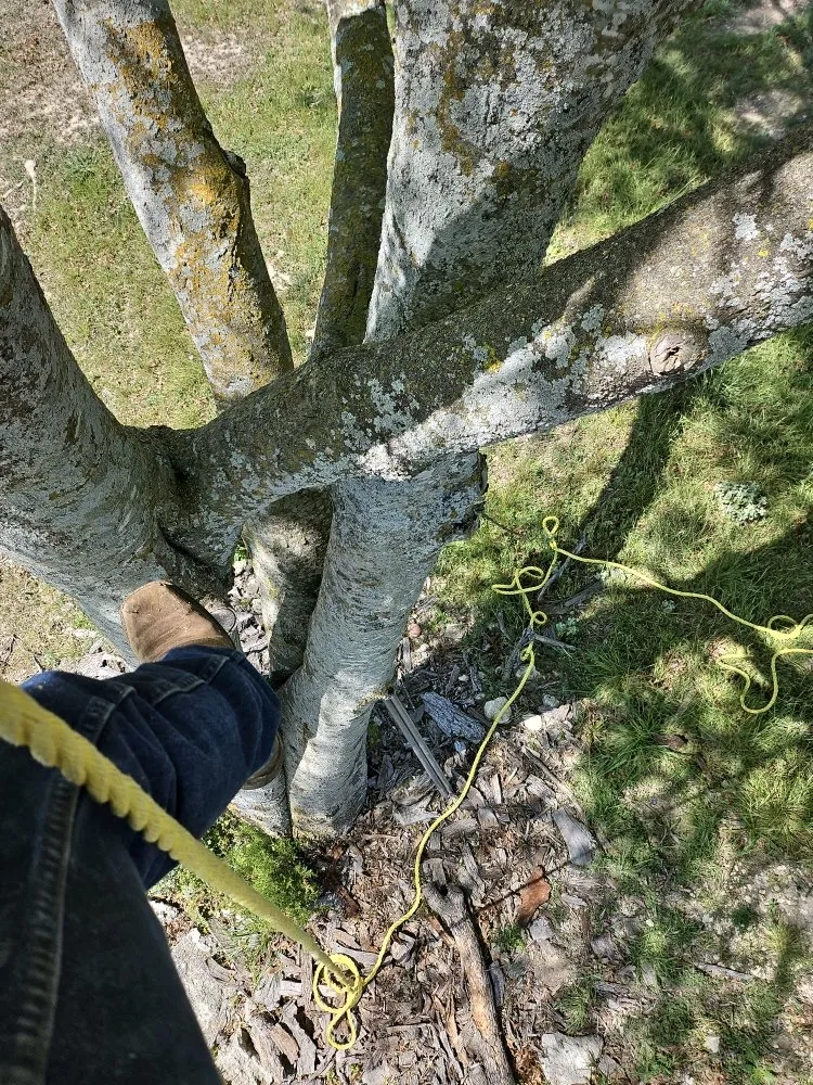 Expert lawn care service in Kerrville, TX by James' TLC