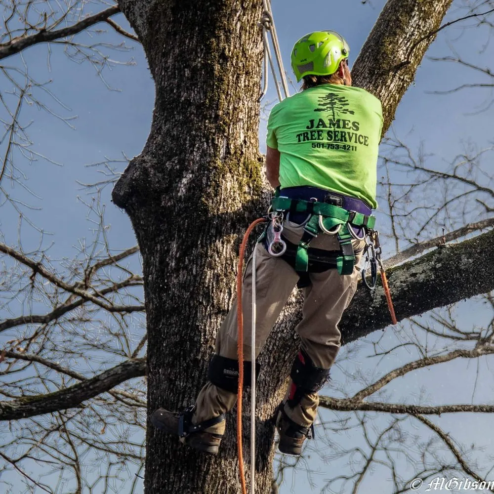 Affordable landscaping services for beautiful yards across North Little Rock, AR - James Tree Service