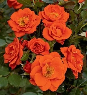 Custom garden landscaping experts serving Mitchell, SD - James Valley Landscape Solutions