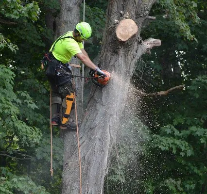 Jameson's Tree & Landscape Company