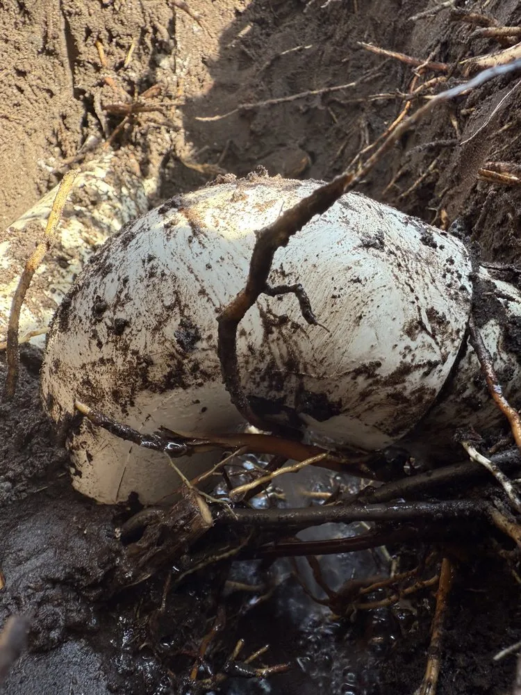 Reliable lawn mowing service for year-round maintenance in Paisley, FL by James’s Lawn Care and Irrigation