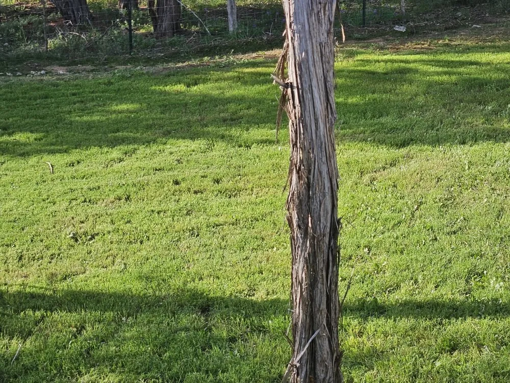 Custom landscaping services in Spring Branch, TX - James's Lawncare