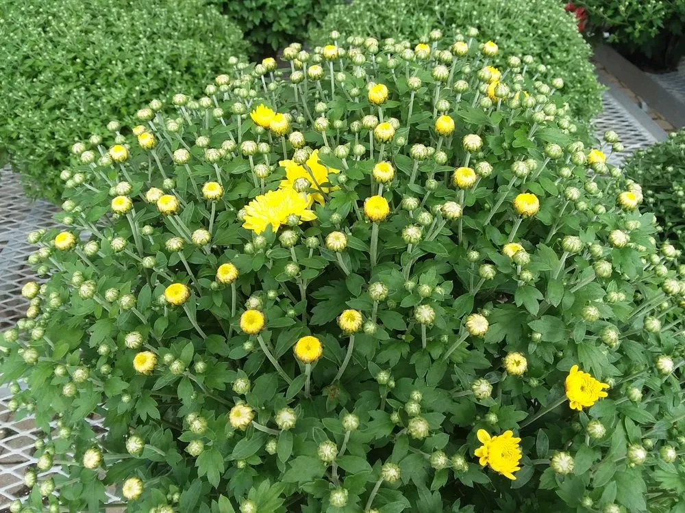 Affordable outdoor landscaping in West Chester, OH - Jamie's Landscaping and Greenhouses