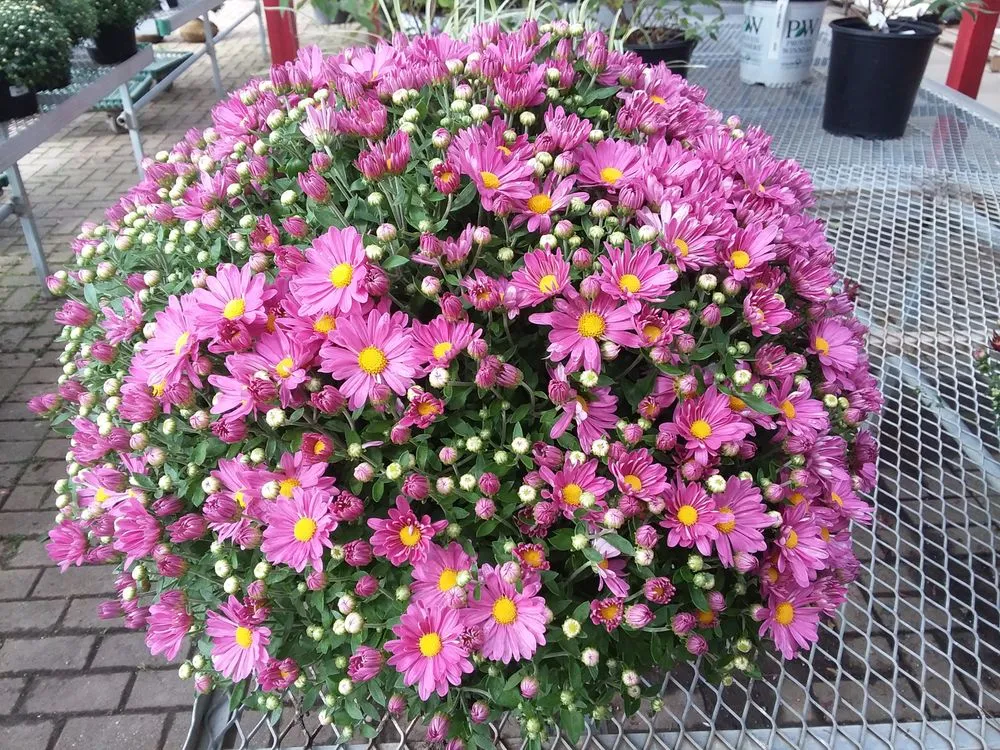 Top-rated residential landscaping for homes across West Chester, OH - Jamie's Landscaping and Greenhouses