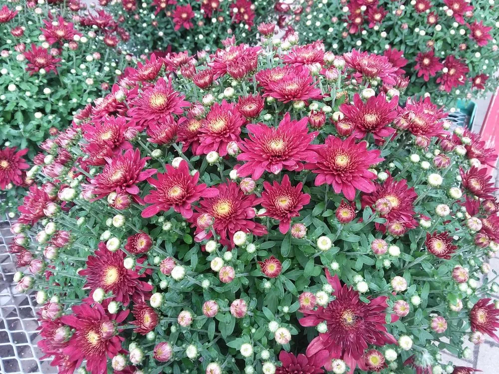 Top-rated landscape installation experts serving West Chester, OH - Jamie's Landscaping and Greenhouses