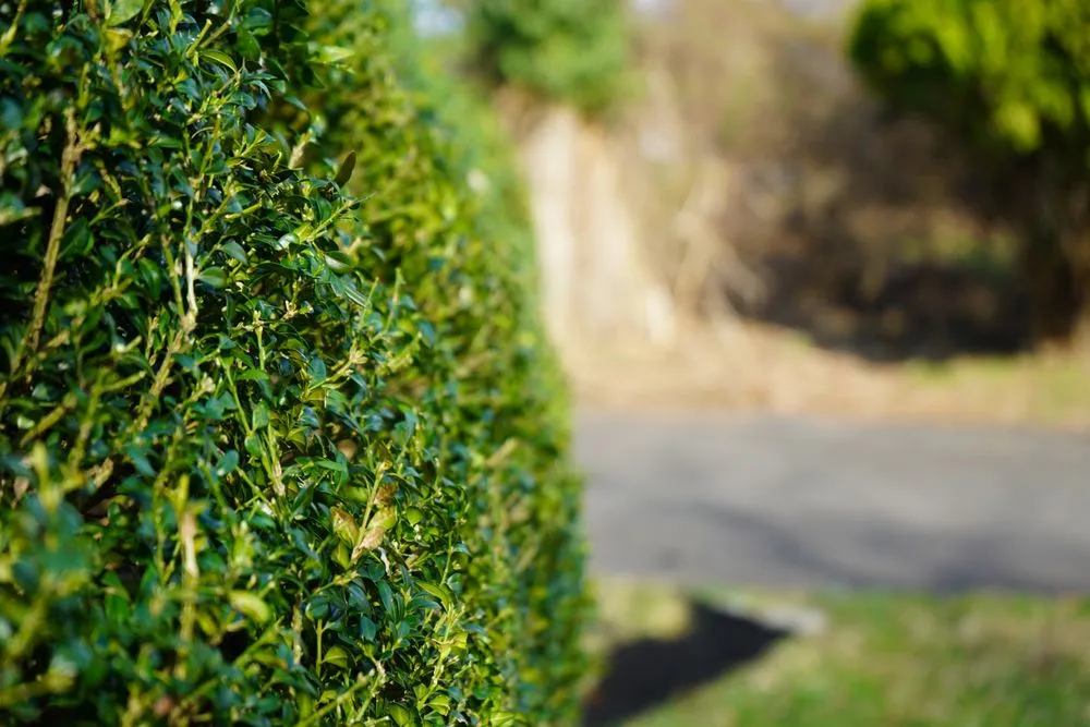 Professional yard maintenance for year-round maintenance across Warminster, PA - Jamison Lawn Care