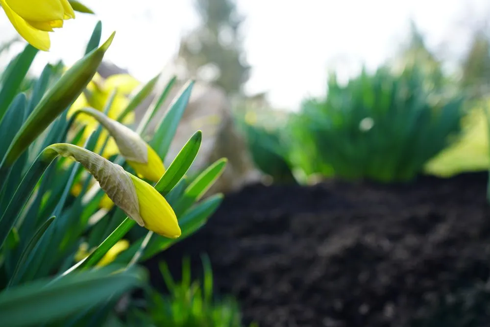 Custom lawn care service for residential properties across Warminster, PA - Jamison Lawn Care