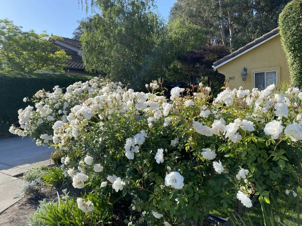 Trusted outdoor landscaping for year-round maintenance across Santa Maria, CA - Jane’s Landscaping