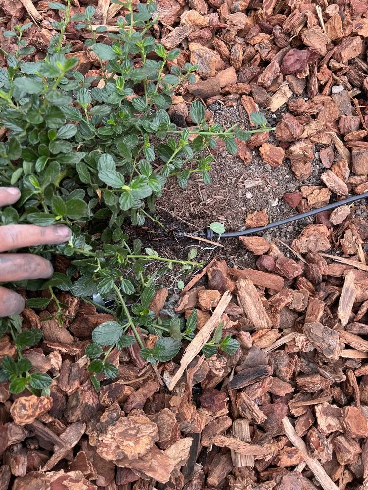 Local yard maintenance experts serving Santa Maria, CA - Jane’s Landscaping